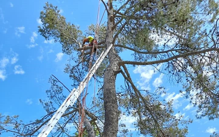 Photo travaux d'élagage en action - AK Jardin